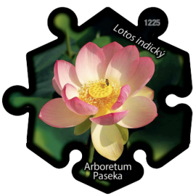 Magnetka č. 1225 Arboretum Paseka – Lotos indický