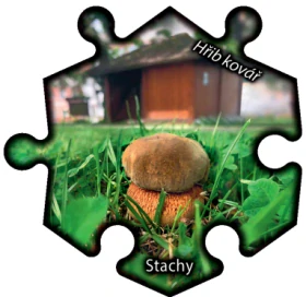 Magnetka č. 1300 Stachy – Hřib kovář