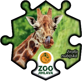 Magnetka č. 1423 Zoo Jihlava – žirafa núbijská