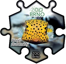 Magnetka č. 1374 Zoo Brno - Havýš žlutohnědý