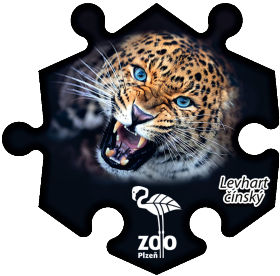Magnetka č. 1402 Zoo Plzeň – Levhart čínský