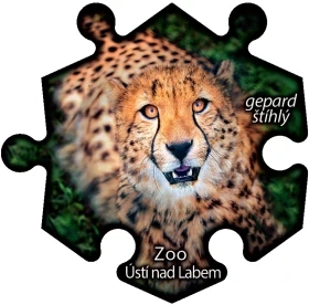 Magnetka č. 1404 Zoo Ústí nad Labem - Gepard štíhlý
