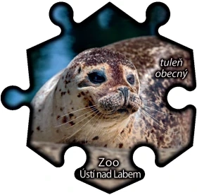 Magnetka č. 1405 Zoo Ústí nad Labem – Tuleň obecný