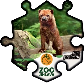 Magnetka č. 1422 Zoo Jihlava - pes pralesní