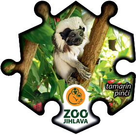 Magnetka č. 1424 Zoo Jihlava – tamarín pinčí