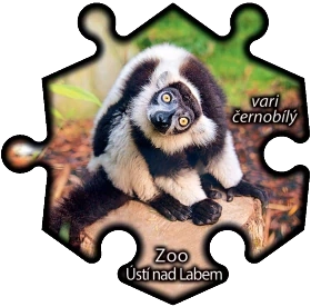 Magnetka č. 1520 Zoo Ústí nad Labem - Vari černobílý
